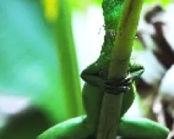 Basiliscus plumifrons