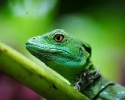 Basiliscus plumifrons