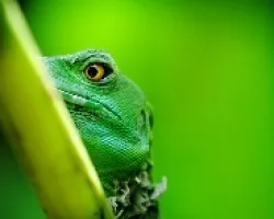 Basiliscus plumifrons