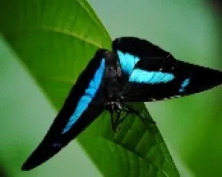 Archaeoprepona spp