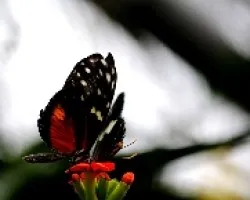 Heliconius hecale zuleika 