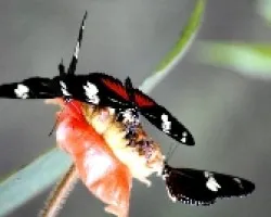 Heliconius doris