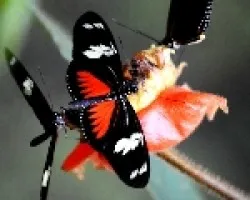 Heliconius doris