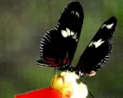 Heliconius doris