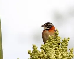 Zonotrichia capensis