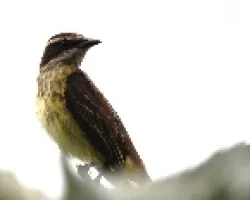 Legatus leucophaius