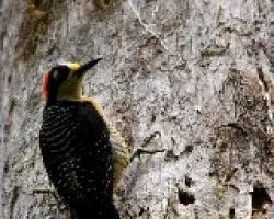 Melanerpes pucherani