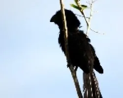 Crotophaga sulcirostris
