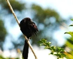 Crotophaga sulcirostris