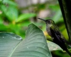 Thalurania colombica