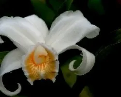 Sobralia