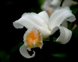 Sobralia
