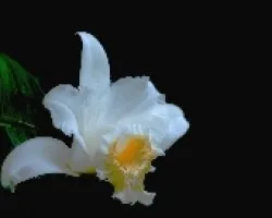 Sobralia