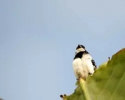Sporophila torqueola