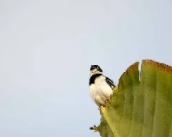 Sporophila torqueola
