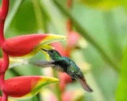 Amazilia tzacatl