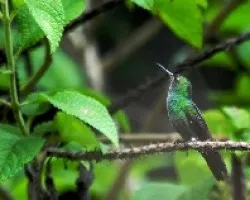 Amazilia tzacatl