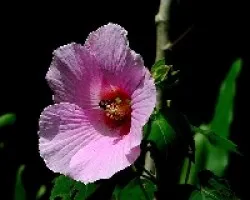 Hibiscus syriacus
