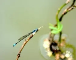 Libelula