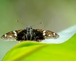 Hesperiidae urbanus