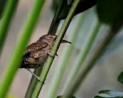 Troglodytes aedon