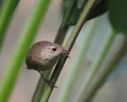 Troglodytes aedon
