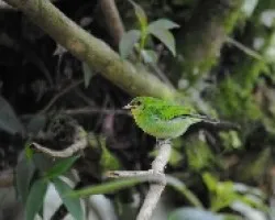 Dacnis cayana