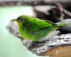 Dacnis cayana