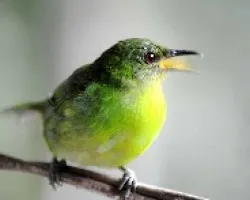 Dacnis cayana