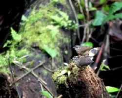 Phaeothlypis fulvicauda