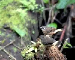 Phaeothlypis fulvicauda