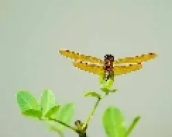 Libelula dorada