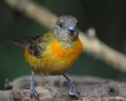 Ramphocelus costaricensis