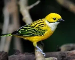 Tangara icterocephala