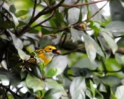 Tangara icterocephala