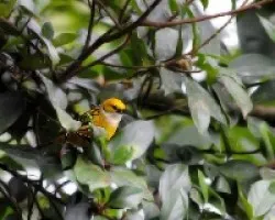Tangara icterocephala