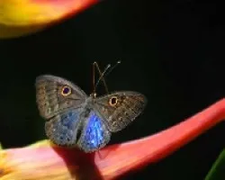 Satyrinae
