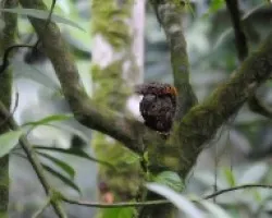 Ardilla