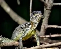 Basiliscus basiliscus