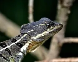 Basiliscus basiliscus