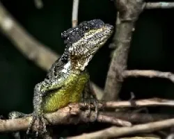 Basiliscus basiliscus
