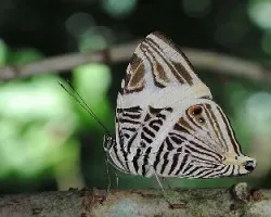 Colobura dirce