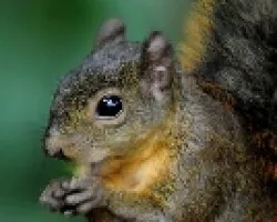 Sciurus granatensis