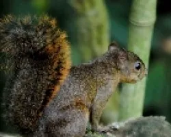 Sciurus granatensis
