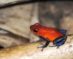 Dendrobates pumilio