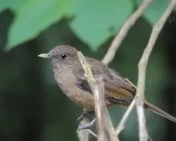 Turdus grayi