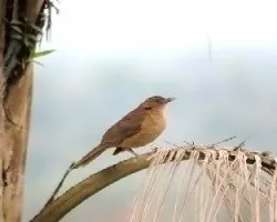 Turdus grayi