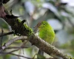 Dacnis cayana