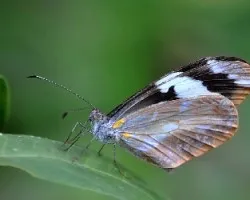 Dismorphia crisia lubina