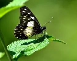 Catasticta sisamnus